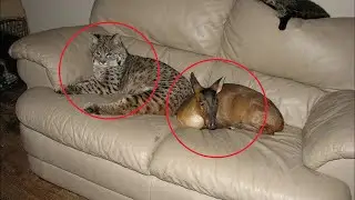 A man saved a lynx and a fawn from the fire, and now they live at his house, it must be seen!