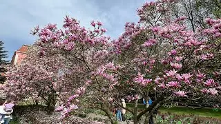 Ботанический сад во Вроцлаве . Цветение магнолии и тюльпанов 🌷🌷🌷