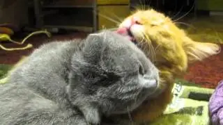 котики отошли от наркоза после кастрации