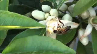 Honey Bee on citrus - Lisbon lemon citrus tree in bloom with white flowers