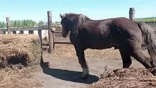 Выпустили жеребца Лялька гуляет