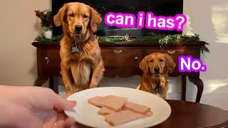 My Dogs Try Christmas Foods!