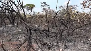 Um dos maiores biomas do Brasil, serrado sofre com o clima seco