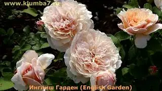 15 РОЗ, английские розы Д.Остина - белого, кремового цвета. На любой вкус!