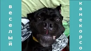 кане корсо играется с косточкой. Cane corso is playing #канекорсо, #корсо