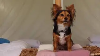 Waggiest Weekend with Ramsey and Piper from DogFuriendly