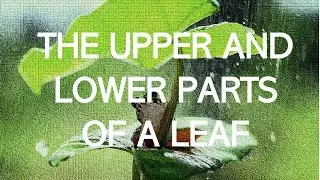 The Leaf  I Upper and Lower part