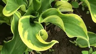 Хоста 'Wheee!'#hosta #hostawheee #хост #хоставий #хостауиии