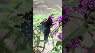 Gatlinburg, TN Butterfly #shortvideo #shortsvideo #shorts #short