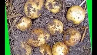 Экспериментальная грядка картофеля под соломой