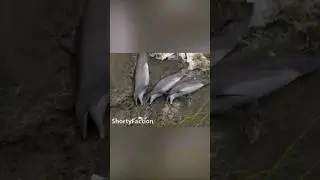 Опасные игры дельфинов