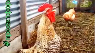 Видео для, тех, кто сомневается) Это не плацебо! Это законы природы! А с природой не поспоришь)))🐓🐓🐓