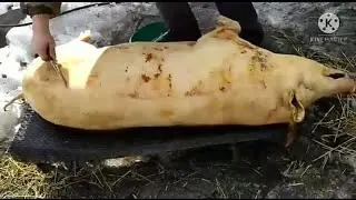 Забой поросенка.