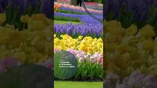 UM MAR DE TULIPAS NA HOLANDA