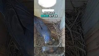 How are the babies not crushed by their mother? 🤔 #birds #bluebirds #birdnest #birdbox #nest