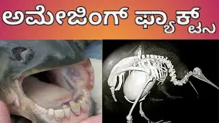 ವರ್ಲ್ಡ್ ಅಮೇಜಿಂಗ್ ಫ್ಯಾಕ್ಟ್ಸ್- ಭಾಗ 3