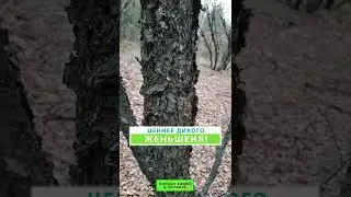 Ценнее дикого женьшеня