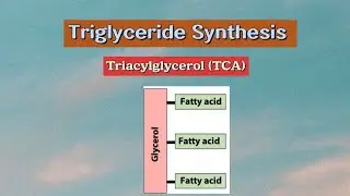 Triglyceride Synthesis (Triacylglycerol TCA) #metabolism #biochemistry #lipids
