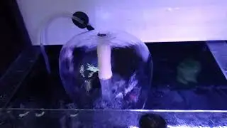 Aquarium mushroom sederhana