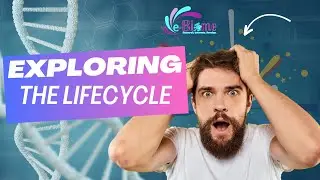 Exploring the Lifecycle
