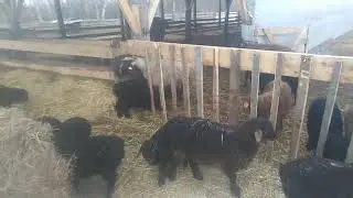 Отдельная кухня для ягнят.