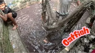 Catfish Catching from Fish Tank