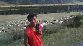 Пастух Александр и стадо овец. Алтай - 2013.08.07