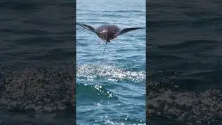Top 10 Amazing Facts About Manta Rays for Kids! Educational Video #mantarays #seacreatures