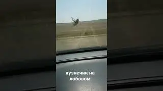 Кузнечик на лобовом #shorts