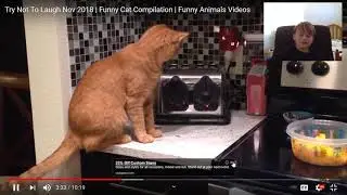 funny cat video's reaction