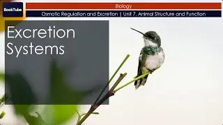 Excretion Systems | Osmotic Regulation and Excretion | Unit 7. Animal Structure and Function