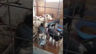 Наши добрые маленькие пушистики    