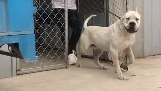 LARGE AND STRONG DOGO ARGENTINO