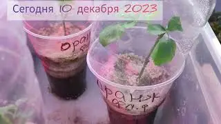 Черенки роз с дачи в квартиру, как растут.