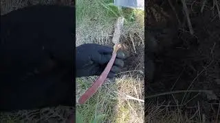 An Unexpected Discovery at the SPORT l StIZ Excavations 