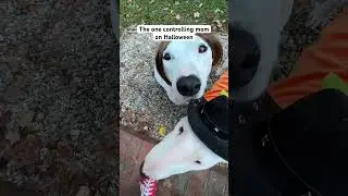 Happy Halloween! 