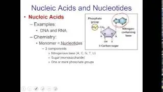 A&P 241 Chapter 2 ; Chemistry and macromolecules
