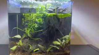 Updates On The Aquascape And The Imagitarium Aquarium