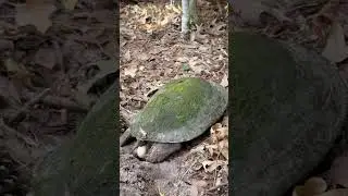 Egg-citing 🥚🐢  