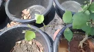 eka bilvam for sale