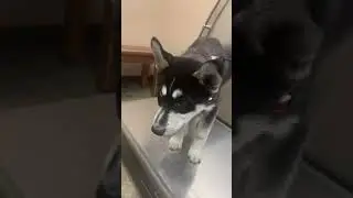 Cute Siberian Husky Puppy Visits the Veterinarian for the first time! Such a Good Boy 🥹❤️