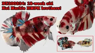 BT200324: Koi Marble HMPK Brothers (18-weeks old)