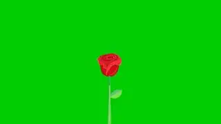 Beautiful Green Rose💚💚🍏🍏 Video Maker /Pragya Green Video
