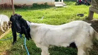 PETERNAK KAMBING ETAWA  LAWASAN!! Kandang kambing TOKO BARU di kragan rembang