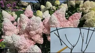 Paniculata hydrangeas. Do small seedlings need to be trimmed. How to sow paniculata hydrangea
