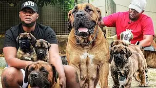 GIANT BOERBOEL BREEDERS: Hidden Tips for Raising Puppies