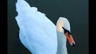 Camille Saint-Saëns - The Carnival of the Animals: The Swan [4x Slower/Stretched]