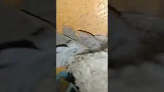 ждëм ласточат