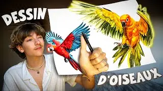 Je dessines des oiseaux (j'en ai fais 11)