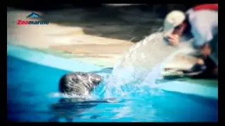 Spot Istituzionale Zoomarine